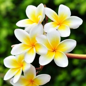 Meet your Posher, Dianne